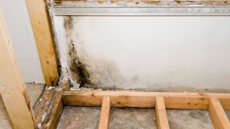When Does Homeowners Insurance Cover Mold?